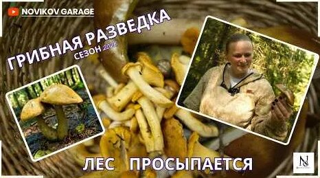 Грибы 3 дня назад