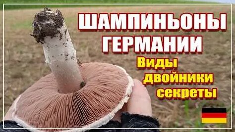 Грибы 6 дней назад