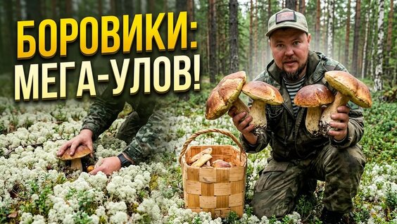 Грибы YouTube