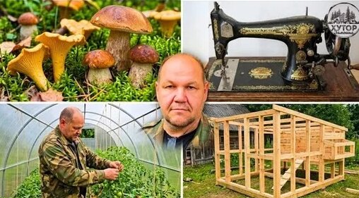 Грибы Дзен