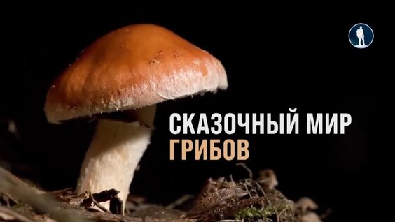 Грибы VK Видео