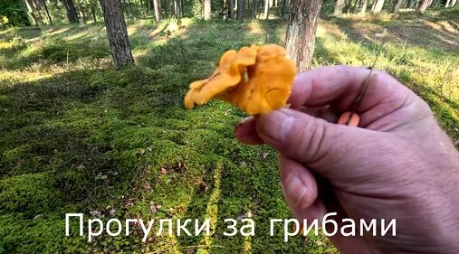 Грибы Дзен