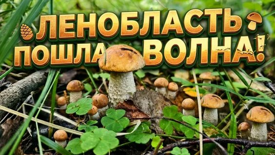 Грибы VK Видео