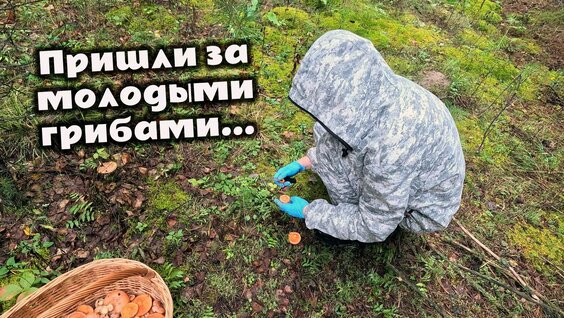 Грибы Rutube