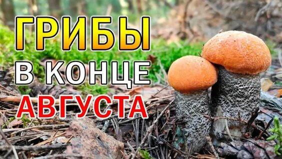 Грибы VK Видео