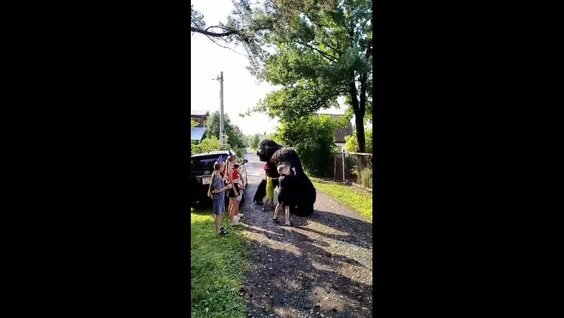 Игорь Николаев VK Видео
