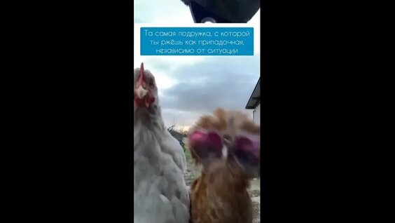 Хасбик VK Видео