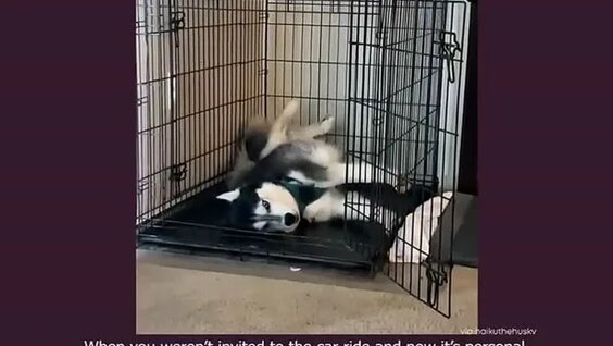 Хаски VK Видео
