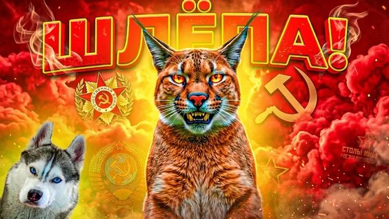 Хаски VK Видео