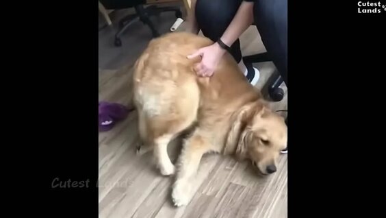 Хаски VK Видео