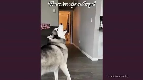 Хаски VK Видео