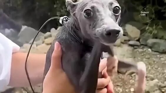 Хаски VK Видео
