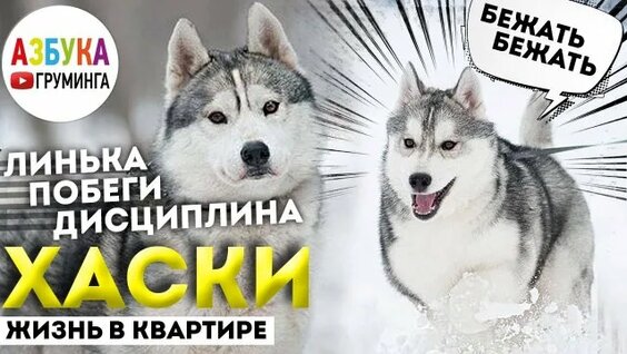 Хаски Rutube