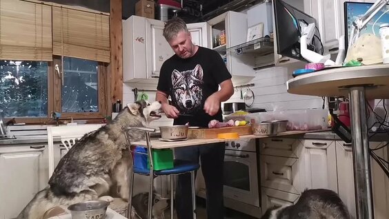 Хаски VK Видео