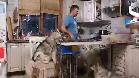 Хаски VK Видео