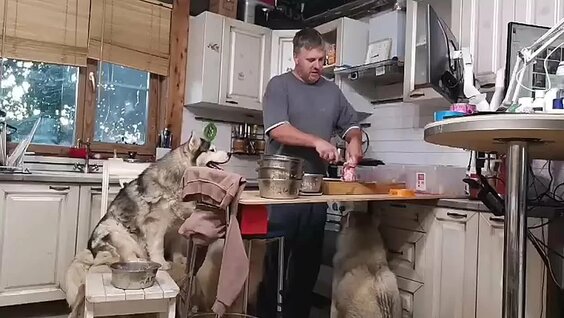 Хаски VK Видео