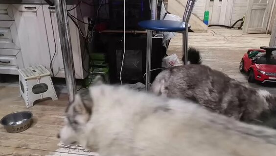 Хаски VK Видео