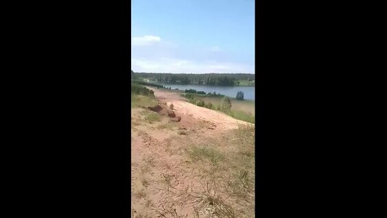 Хаски VK Видео