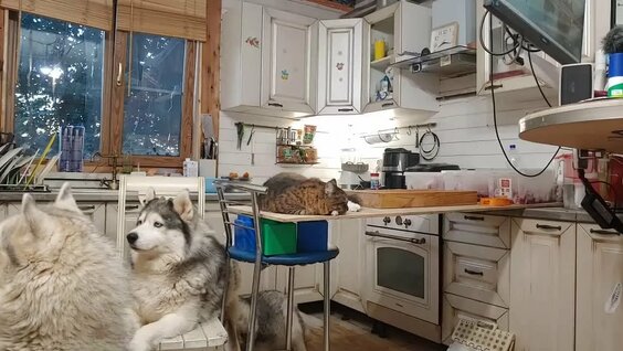 Хаски VK Видео