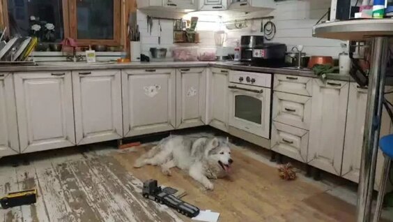 Хаски VK Видео