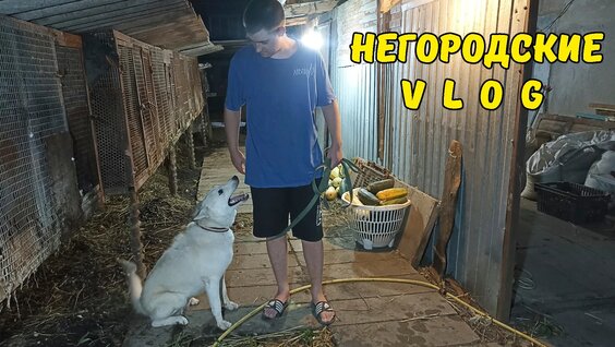 Хаски VK Видео