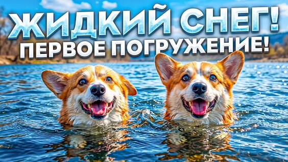 Хаски VK Видео