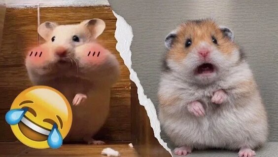 Хомяк Rutube