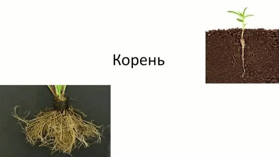 Корни Rutube