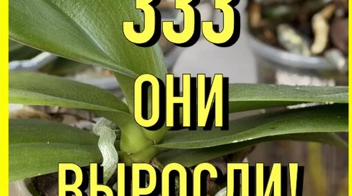 Корни Дзен