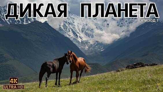 Курбан Омаров YouTube