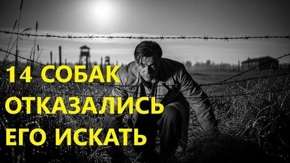 Лесоповал Rutube