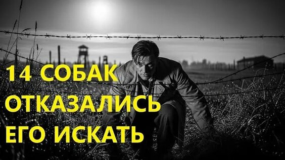 Лесоповал Rutube