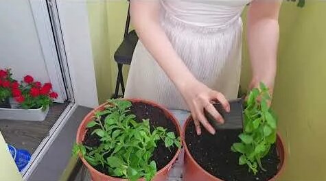 Мария Миронова YouTube