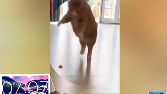 Михаил Шуфутинский VK Видео