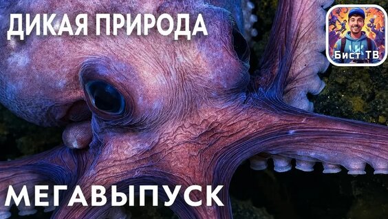 Мистер Бист VK Видео