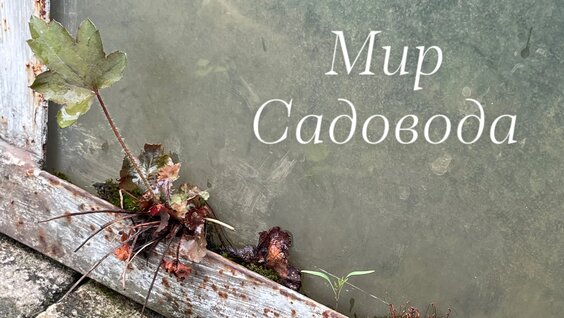 Наталья Максимова VK Видео