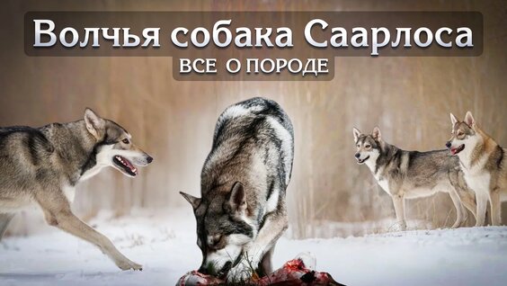 Natan VK Видео