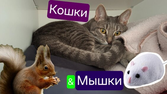 Natan Rutube