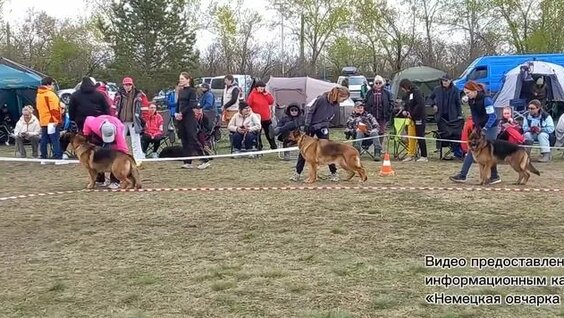 Нилетто Rutube