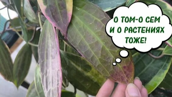 Олеся Рулин Rutube