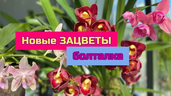 Ольга Орлова Rutube