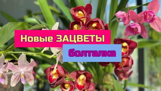 Ольга Орлова YouTube