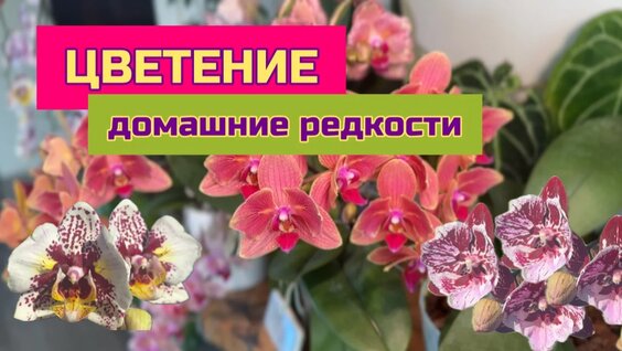 Ольга Орлова Rutube