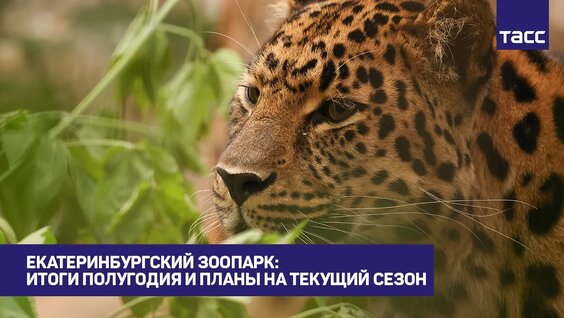 Павел Грачев VK Видео