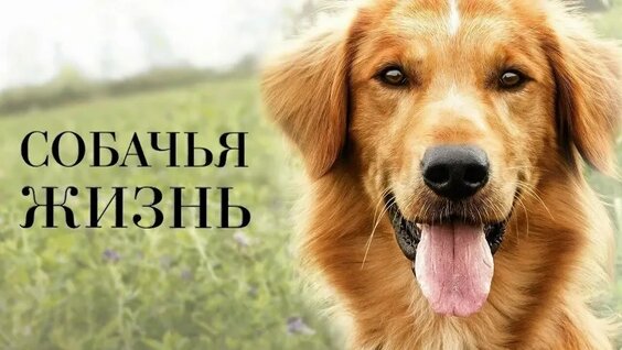 Пегги Липтон VK Видео