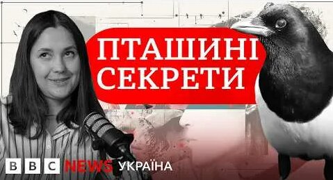 Птаха YouTube