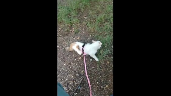 Рамиль VK Видео