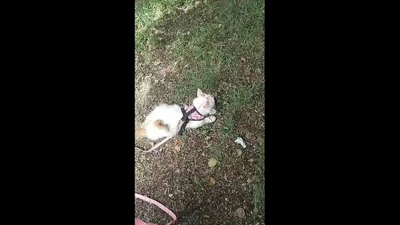 Рамиль VK Видео