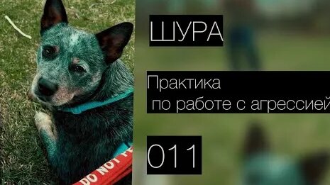 Шура YouTube