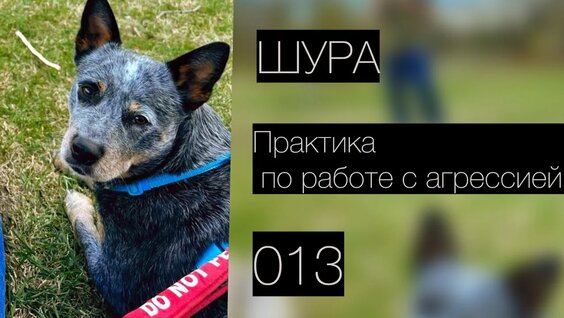 Шура YouTube